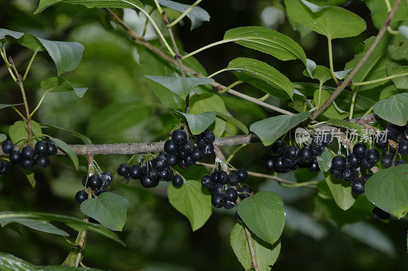 鼠李 (Rhamnus cathartica)